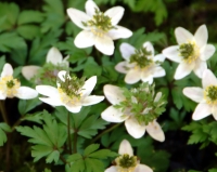 White flowers with a central green ruff